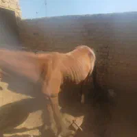 اسب|اسب و تجهیزات اسب‌سواری|بافق, |دیوار