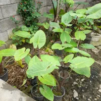 گل بابا آدم|گل و گیاه طبیعی|شاندرمن, |دیوار