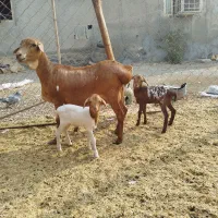 میش پرشین دوقلو