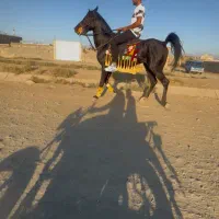 اسب کورد اصیل رقاص
