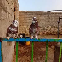 کبوتر|پرنده|نقده, |دیوار