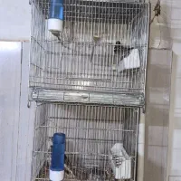 پرنده|پرنده|تهران, طیب|دیوار