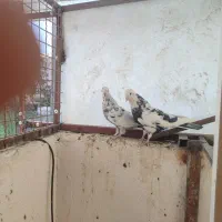 کبوتر|پرنده|کرج, کوی امامیه|دیوار