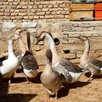 قوغاز اکراینی کیلویی ۵۰۰ هزار|حیوانات مزرعه|اسدآباد, |دیوار