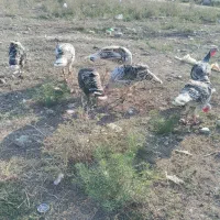 بوقلمون محلی|حیوانات مزرعه|گنبد کاووس, |دیوار