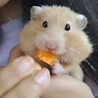 فروش 2عدد همستر نسکافه ای