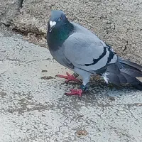 پلاکی درجه ۱ماده گرفتی سفیدنر