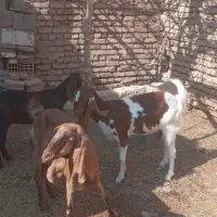 بز وکره پاکستانی