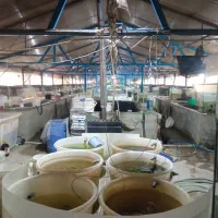 استخدام پرورش ماهی