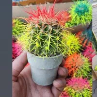 مرکز پخش کاکتوس اچینو رنگی|گل و گیاه طبیعی|گرگان, |دیوار