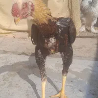 جوجه خروس لاری|حیوانات مزرعه|باقرشهر, |دیوار