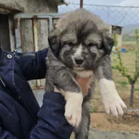 واگذاری توله پژدر