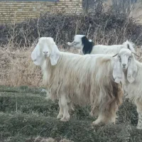 بز ماده|حیوانات مزرعه|سیلوانه, |دیوار