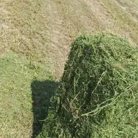 خریدار پرس یونجه