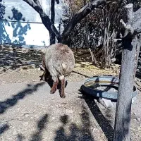 بره نر  دورگ چینی|حیوانات مزرعه|رابر, |دیوار