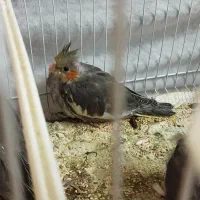 عروس هلندی سیامون