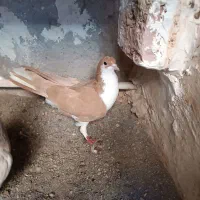 کبوتر شیخی(سیاه)|پرنده|سراب, |دیوار