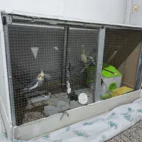 جفت عروس هلندی