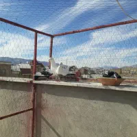 نرماده دمبی با جوجه