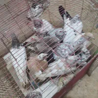 فروش ی لونه کبوتر