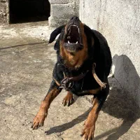 روتوایلر نگهبان|سگ|شهریار, اصیل آباد|دیوار