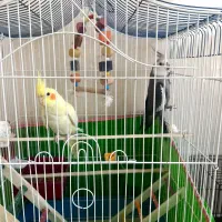 ی جفت عروس هلندی میخونن