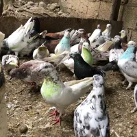 کفتر پرشی تهرانی