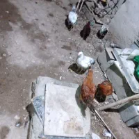 نوچه واسه شوروه