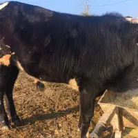 گوساله ای نر محلی