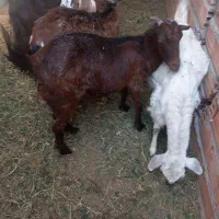 سلام یک عدد گوسفند فروشی|حیوانات مزرعه|گنبکی, |دیوار