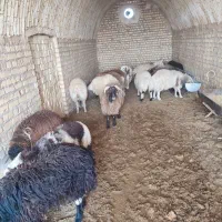 بره