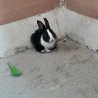 بچه خرگوش