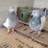 کفتر سینه|پرنده|شیراز, کوشک میدان|دیوار