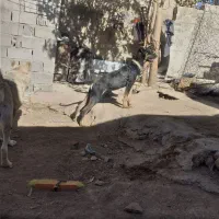 توله دوبرمن