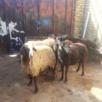 ۶ راس میش آبستن سنگین