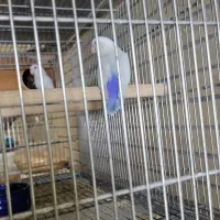 طوطی کوتوله بالفلالو|پرنده|بندرعباس, |دیوار