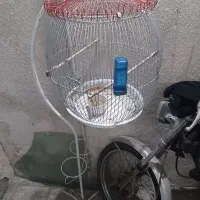 قفس و وایت فیس