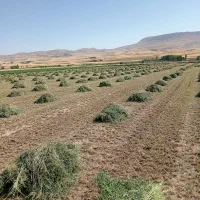 یونجه|خدمات باغبانی و درختکاری|باوله, |دیوار