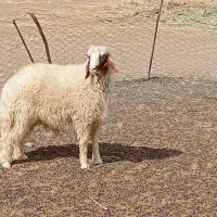 بره قوچ سنجابی اصل|حیوانات مزرعه|کوزران, |دیوار