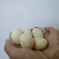 تخم اردک اسرائیلی