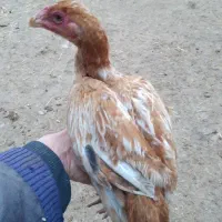 خروس|حیوانات مزرعه|فندقلو, |دیوار