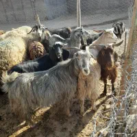 60راس میش آبستن سنگین با ۳۰تا بز جوان|حیوانات مزرعه|کوهدشت, |دیوار