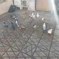 کفتر جفت رنگه