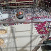 یک عدد فنچ نر بالغ به فروش میرسد