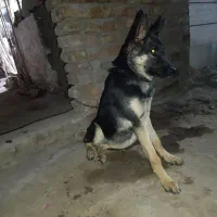 سگ ژرمن ماده|سگ|بم, |دیوار