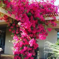 باغبان روف گاردن،فلاور باکس و باغچه|خدمات باغبانی و درختکاری|اهواز, فرهنگ شهر|دیوار