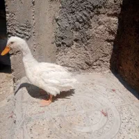 اردک|حیوانات مزرعه|سیوان, |دیوار