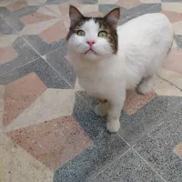 واگذاری رایگان گربه شناسنامه دار