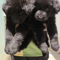 فروش توله سگ ژرمن بلک موبلند زیبا