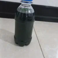 شامپو شپش گیاهی